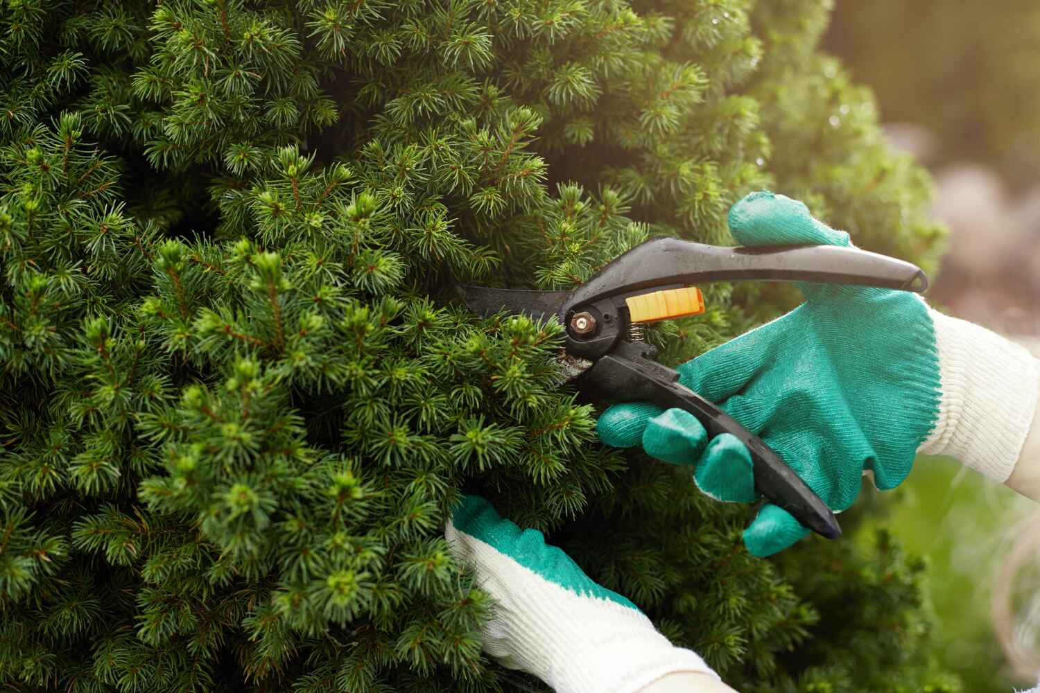 Best Affordable Tree Service  in USA